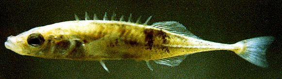 Pungitius pungitius_02